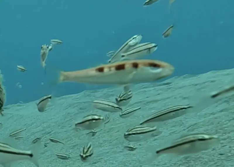 Spotted goatfish (Pseudupeneus maculatus)