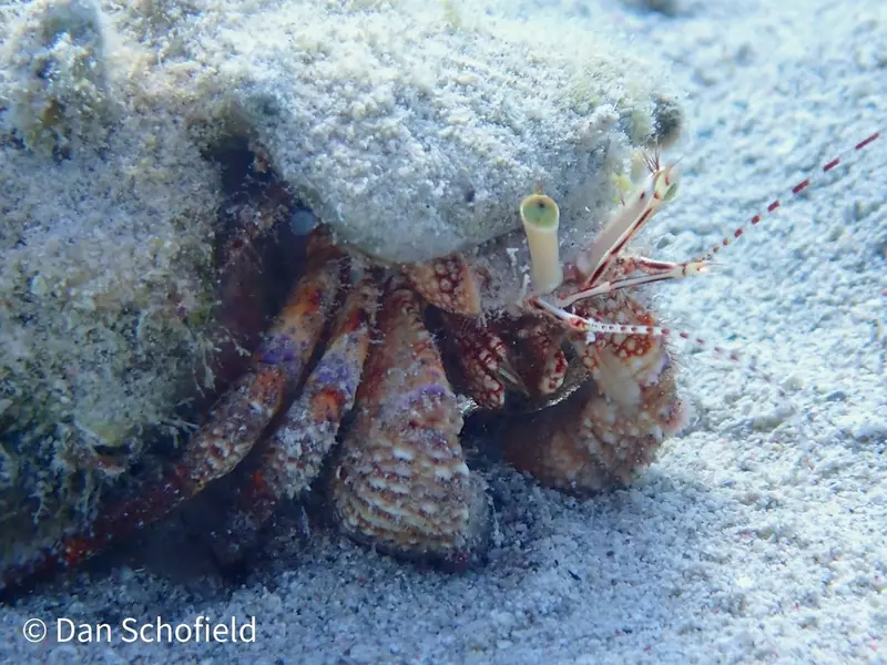 Giant hermit crab (Petrochirus diogenes)