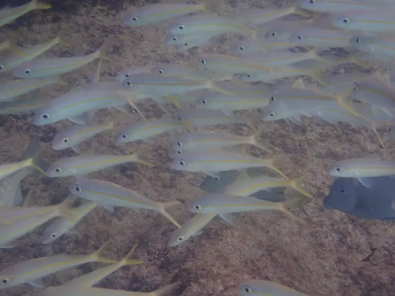 Yellow goatfish (Mulloidichthys martinicus)
