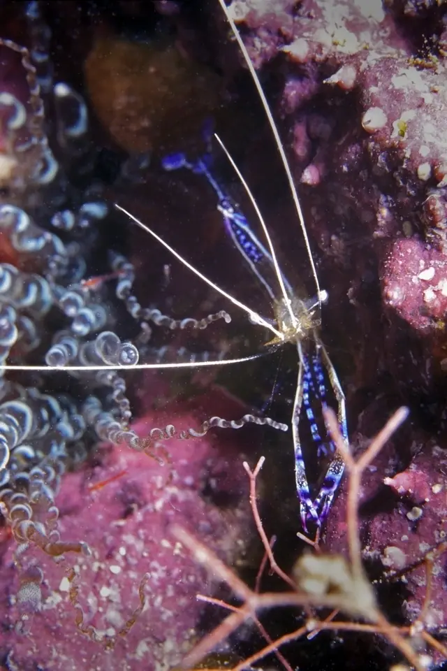 Pederson cleaner shrimp (Ancylomenes pedersoni)