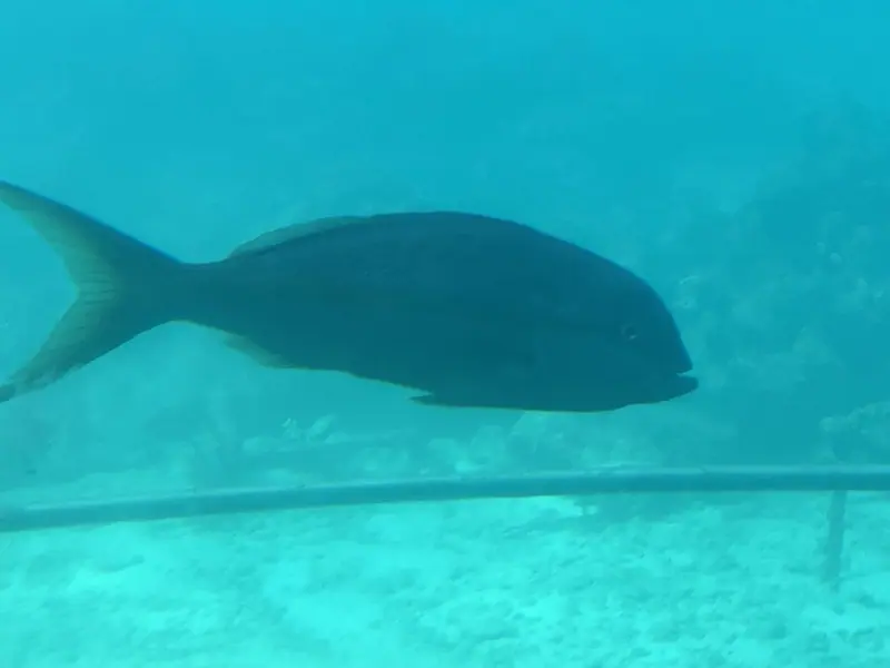 Yellowtail snapper (Ocyurus chrysurus)