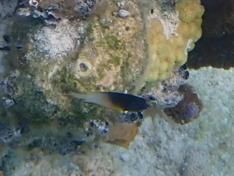 Bicolor damselfish (Stegastes partitus)