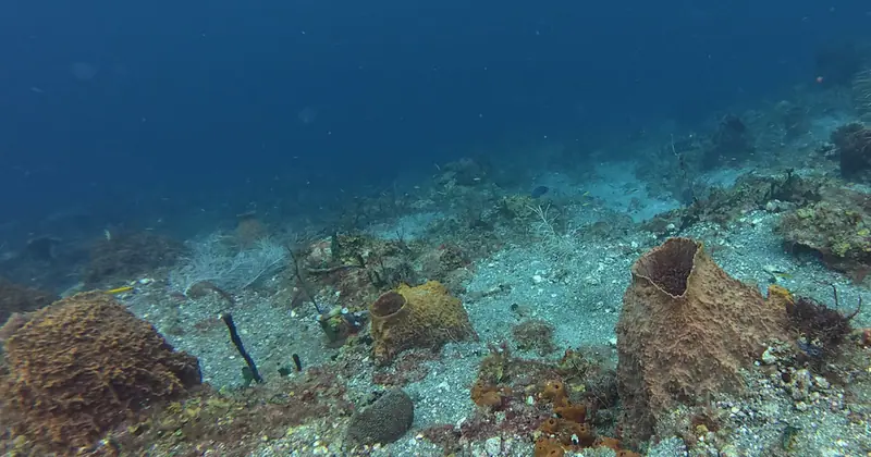 Giant barrel sponge (Xestospongia muta)
