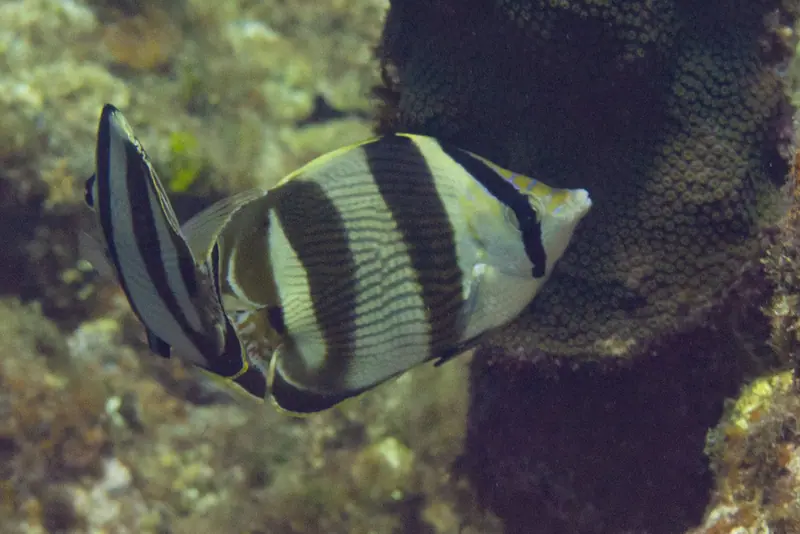 Banded butterflyfish (Chaetodon striatus)