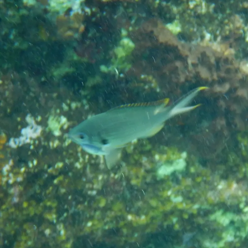 Brown chromis (Azurina multilineata)