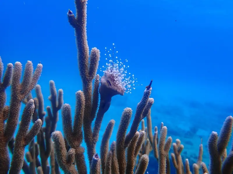 Christmas tree hydroid (Pennaria disticha)