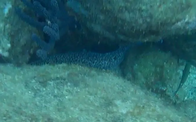 Spotted moray (Gymnothorax moringa)