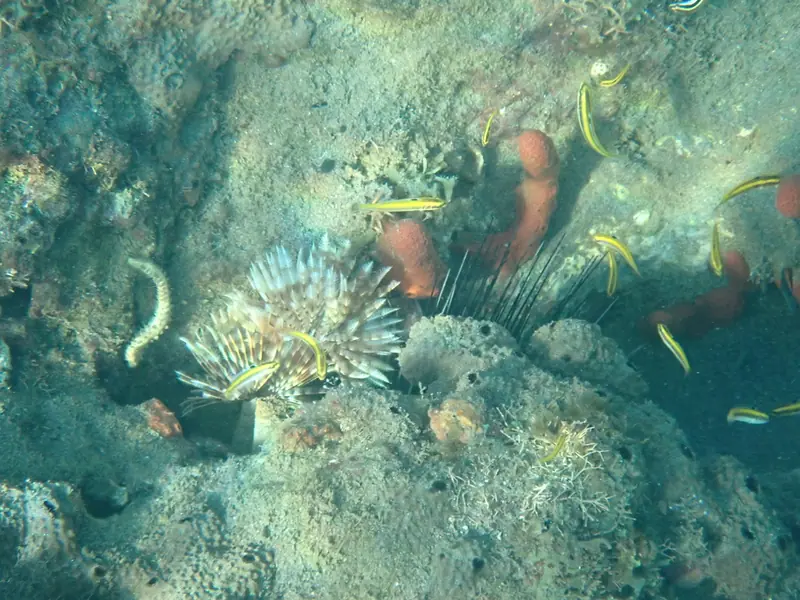Atlantic long-spined sea urchin (Diadema antillarum)