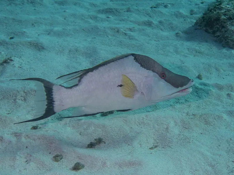 Hogfish (Lachnolaimus maximus)