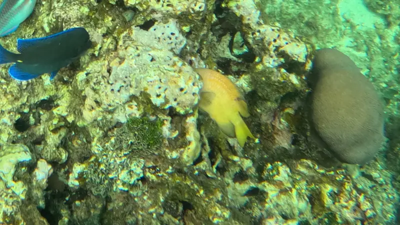 Yellowtail damselfish (Microspathodon chrysurus)