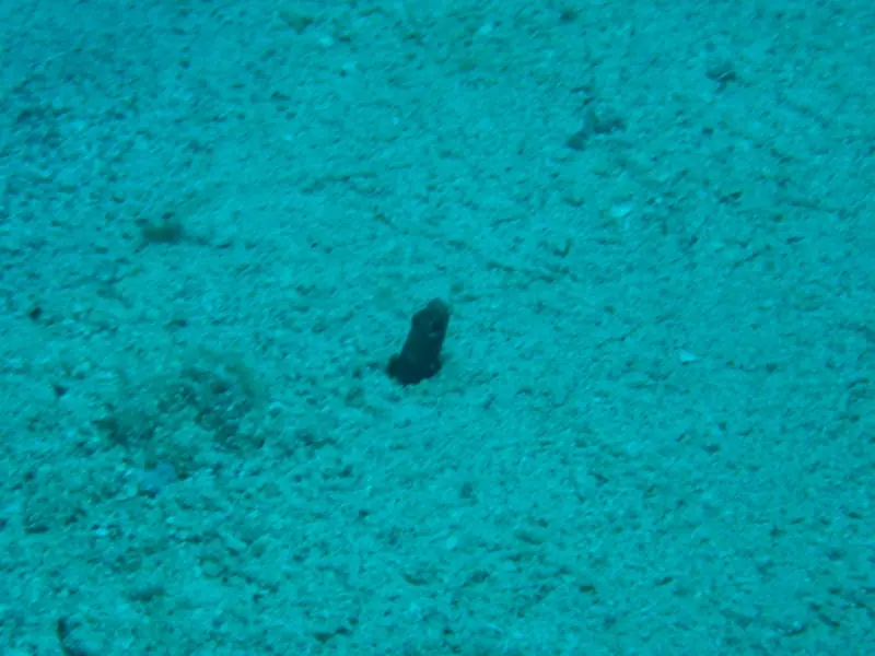 Brown garden eel (Heteroconger longissimus)