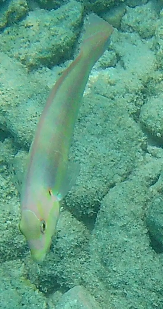 Slippery dick (Halichoeres bivittatus)