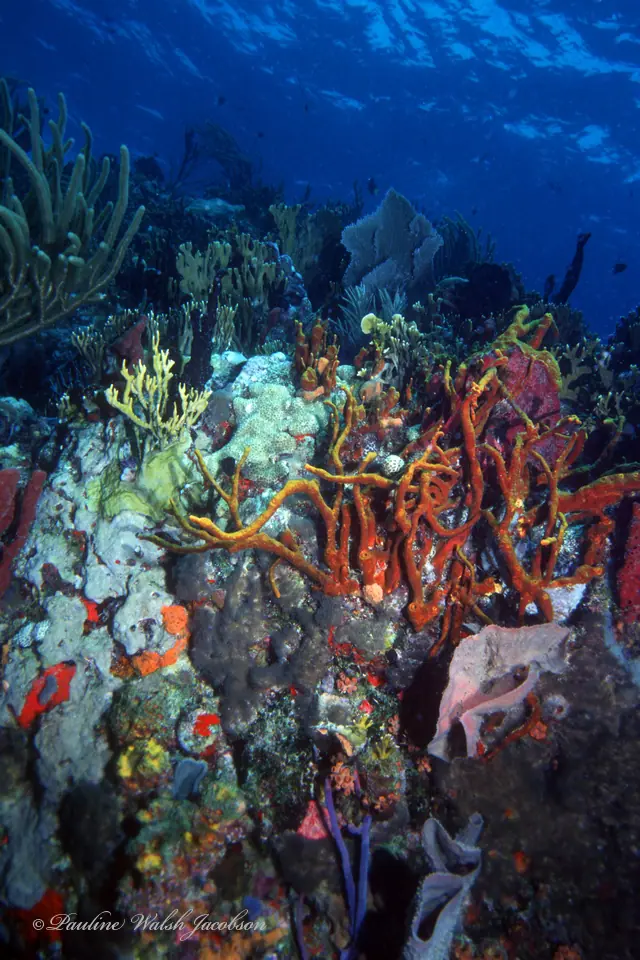 Scattered pore rope sponge (Aplysina fulva)