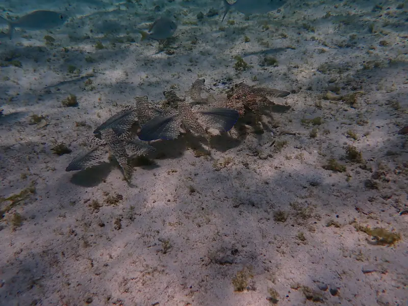 Flying gurnard (Dactylopterus volitans)
