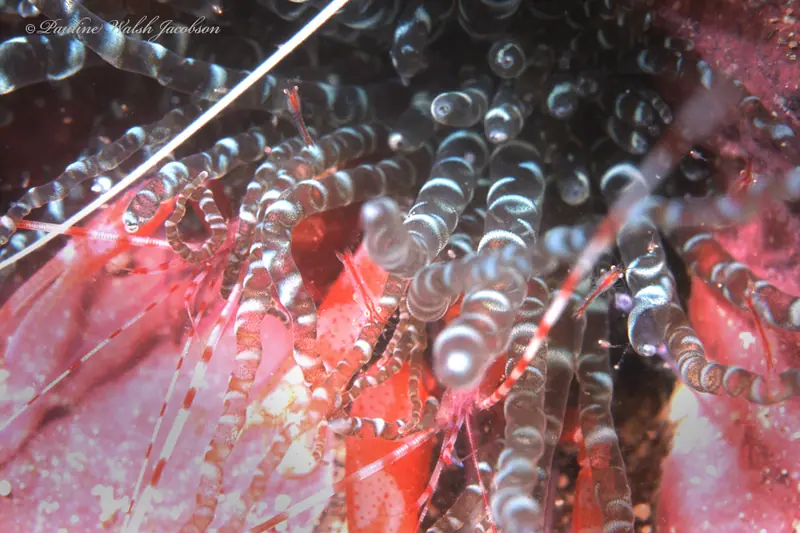 Corkscrew anemone mysid shrimp (Heteromysis actiniae)