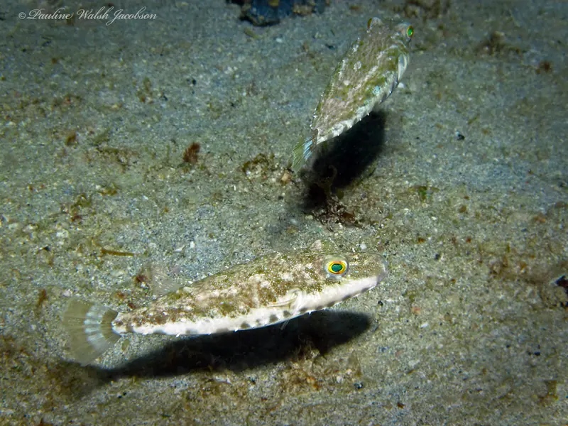 Bandtail puffer (Sphoeroides spengleri)