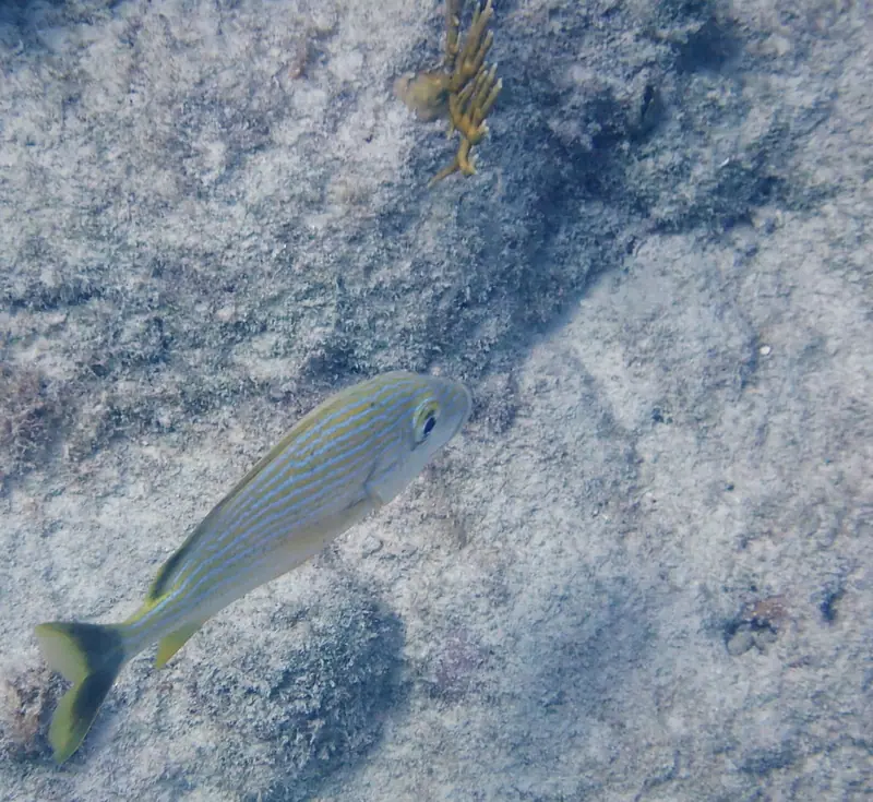 Bluestriped grunt (Haemulon sciurus)