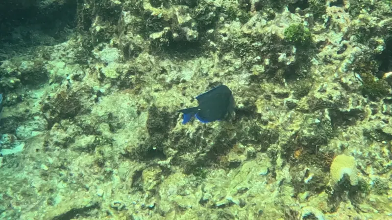 Atlantic blue tang (Acanthurus coeruleus)
