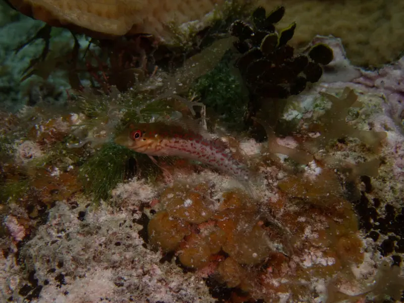 Saddled blenny (Malacoctenus triangulatus)