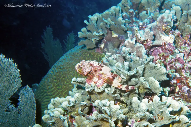 Spotted scorpionfish (Scorpaena plumieri)