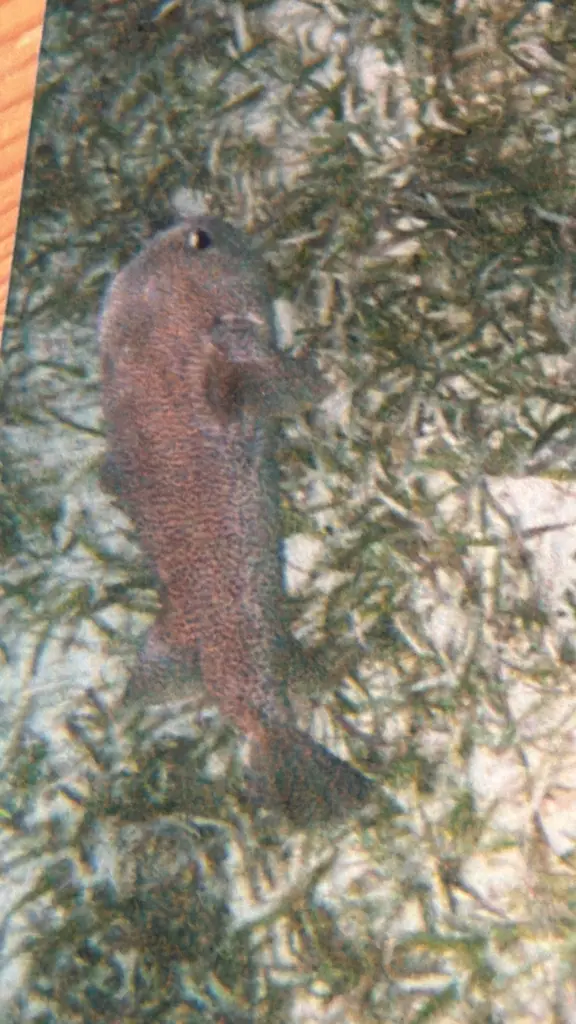 Spotted porcupinefish (Diodon hystrix)