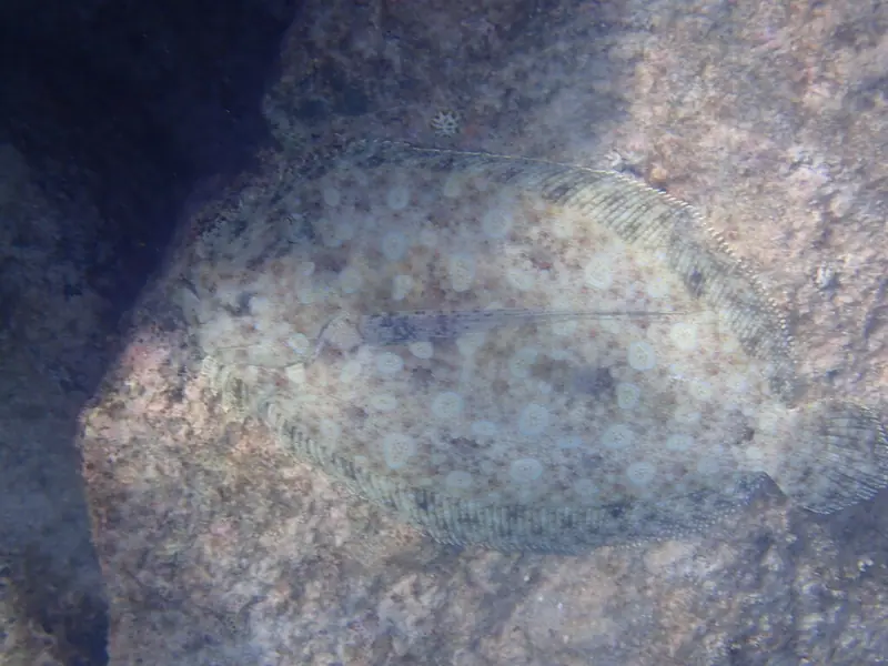 Atlantic peacock flounder (Bothus lunatus)
