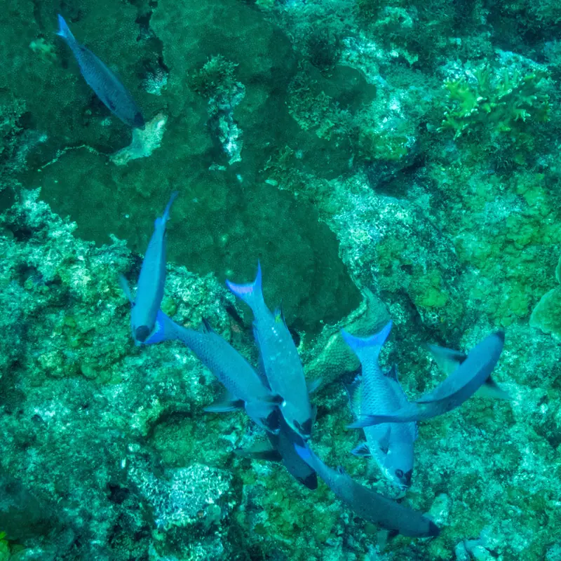 Creole wrasse (Bodianus parrae)