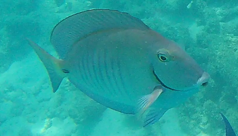 Doctorfish (Acanthurus chirurgus)