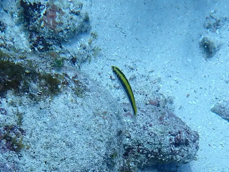 Caribbean bluehead wrasse (Thalassoma bifasciatum)