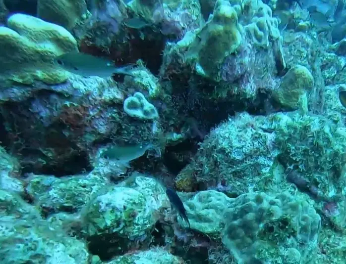 Brown chromis (Azurina multilineata)