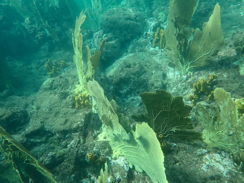 Purple sea fan (Gorgonia ventalina)