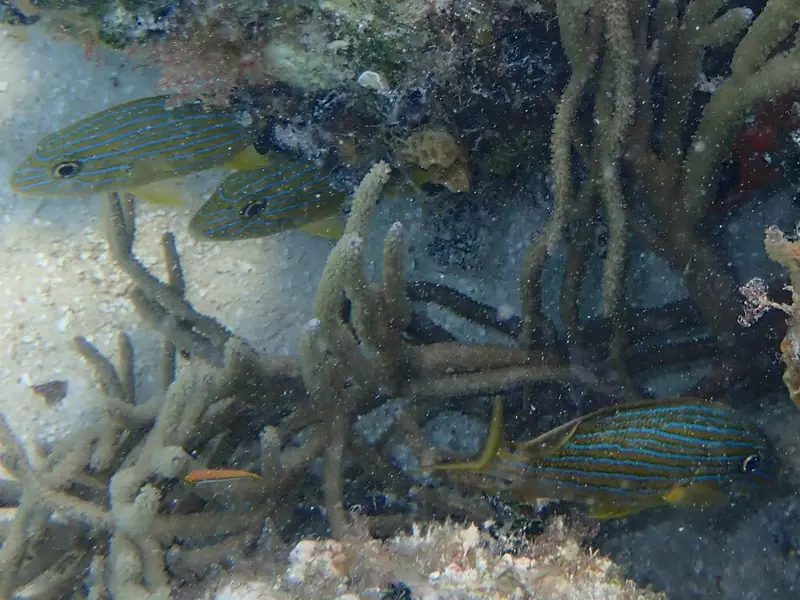 Bluestriped grunt (Haemulon sciurus)