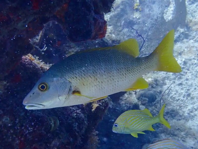 Schoolmaster snapper (Lutjanus apodus)