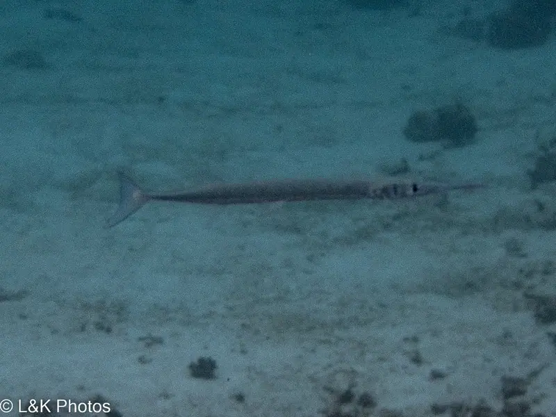 Houndfish (Tylosurus crocodilus)