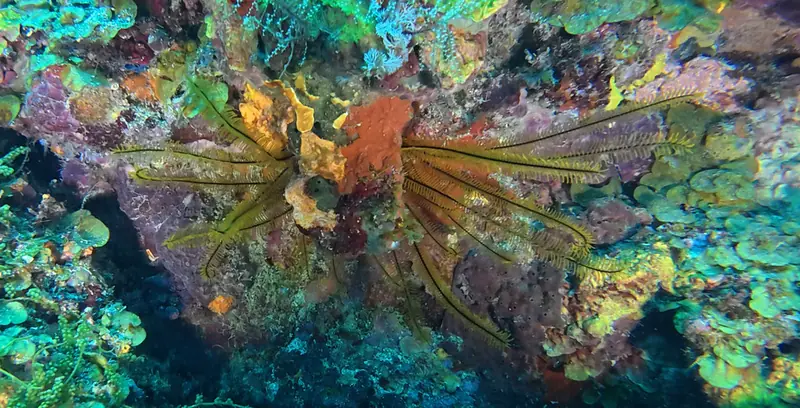 Golden crinoid (Davidaster rubiginosus)