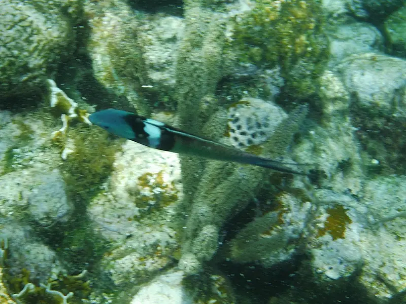 Caribbean bluehead wrasse (Thalassoma bifasciatum)