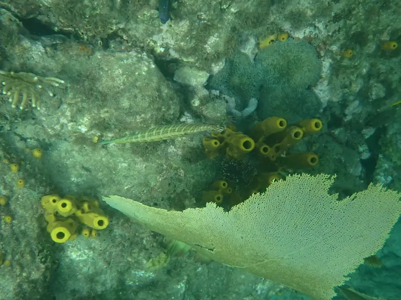 Western atlantic trumpetfish (Aulostomus maculatus)
