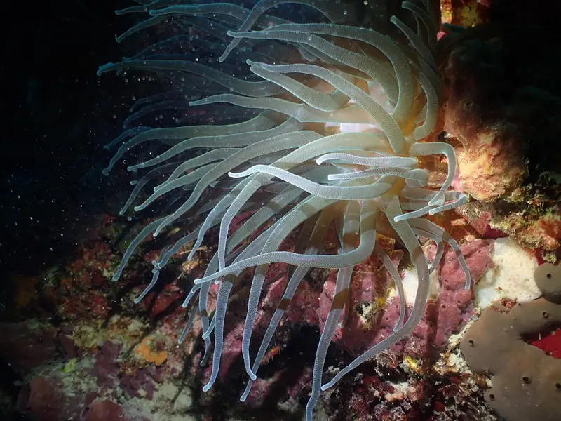 Giant anemone (Condylactis gigantea)