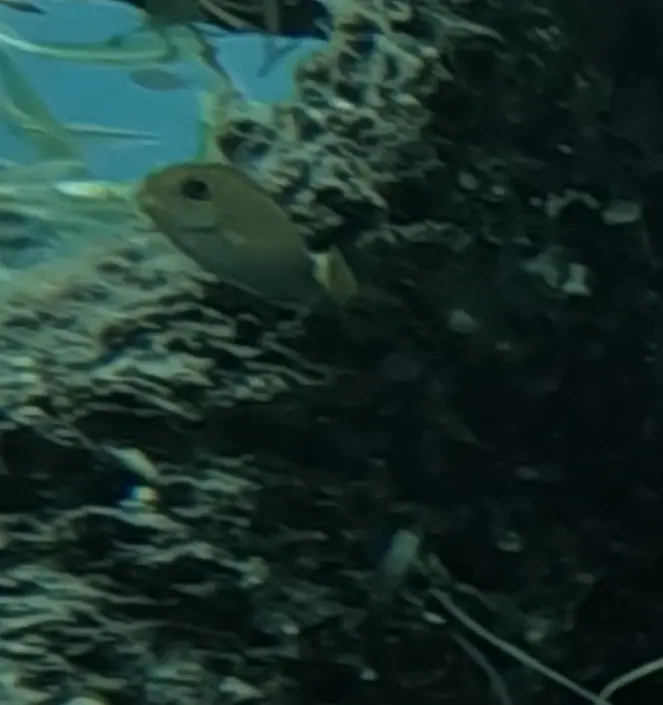 Caribbean ocean surgeonfish (Acanthurus tractus)