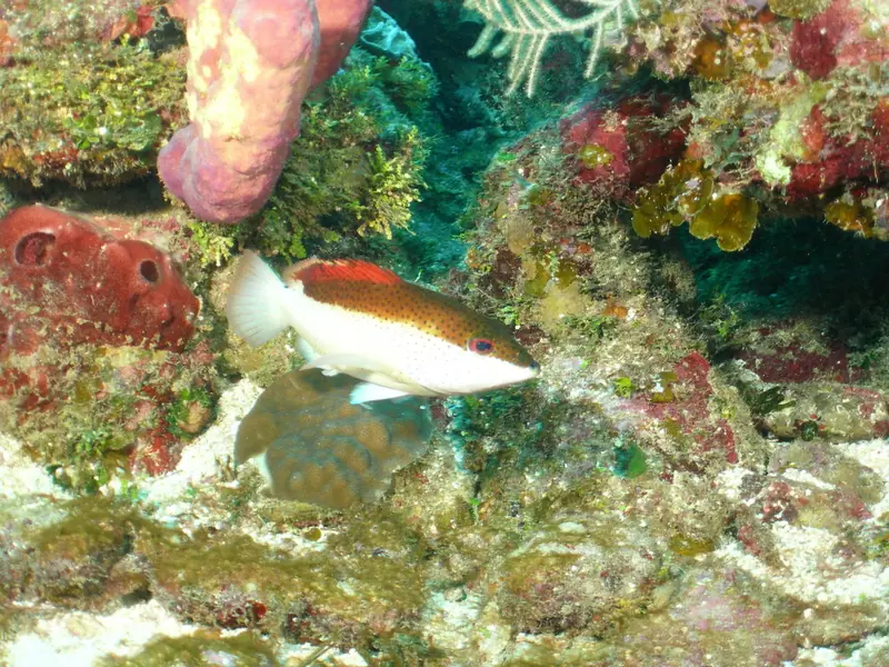 Coney (Cephalopholis fulva)