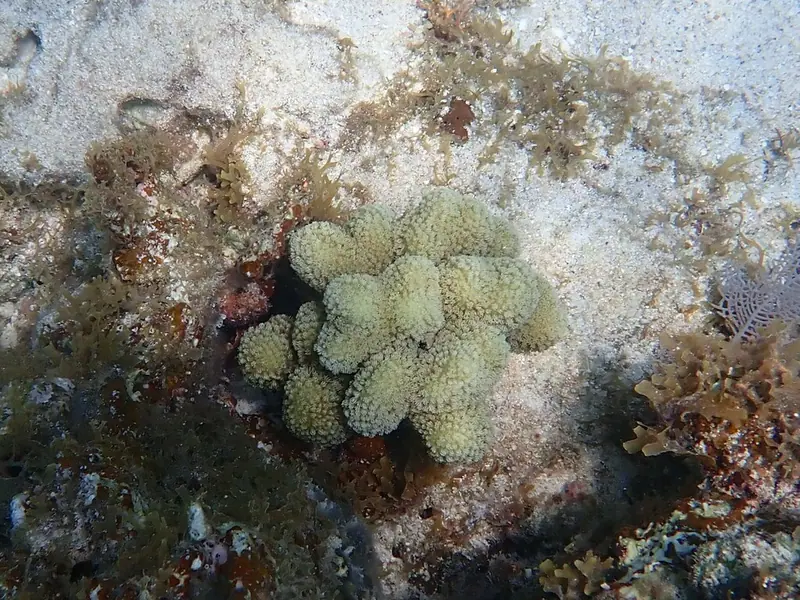 Finger coral (Porites porites)