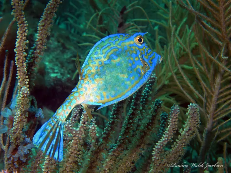 Scrawled cowfish (Acanthostracion quadricornis)