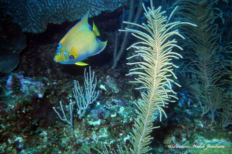 Queen angelfish (Holacanthus ciliaris)