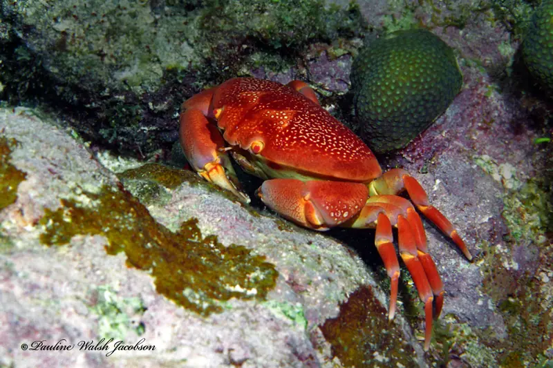 Batwing coral crab (Carpilius corallinus)