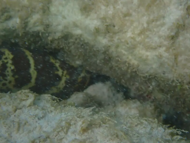 Chain moray (Echidna catenata)