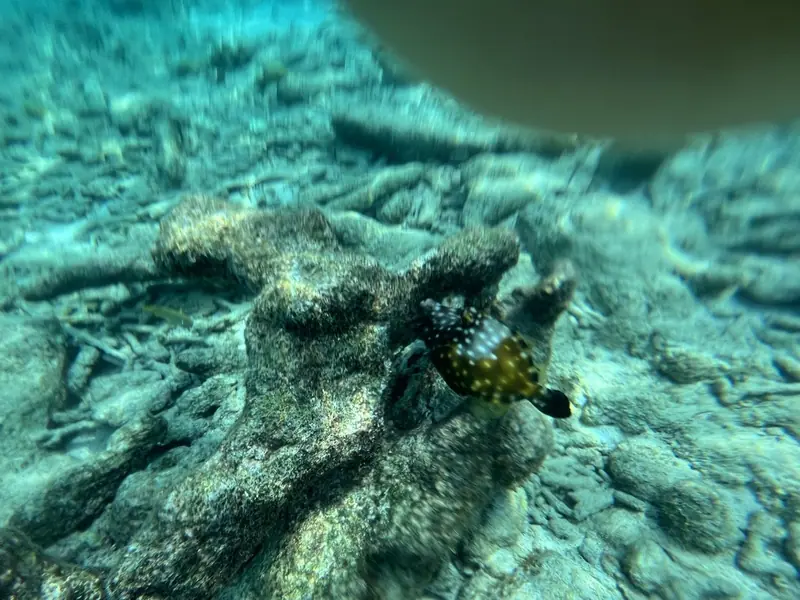 Whitespotted filefish (Cantherhines macrocerus)