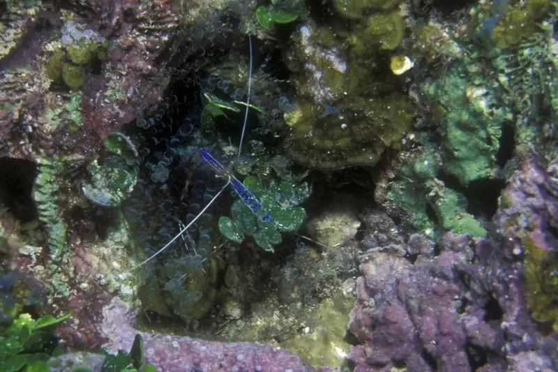 Pederson cleaner shrimp (Ancylomenes pedersoni)