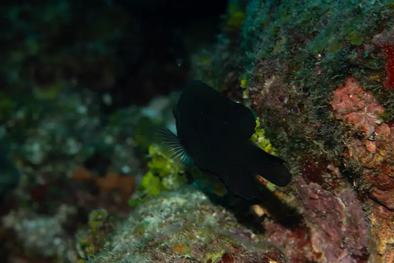 Longfin damselfish (Stegastes diencaeus)