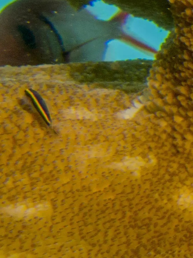Yellownose goby (Elacatinus randalli)