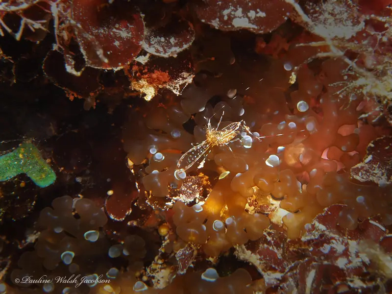 Sun anemone shrimp (Periclimenes rathbunae)